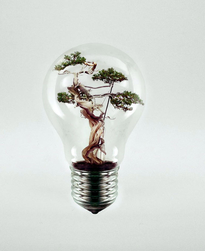 A bonsai tree growing inside a lightbulb, symbolising Napogadi Corporates' approach to growing brands with practical, winning strategies